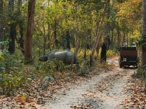 Exploring the Wild: Chitwan National Park Safari in Nepal